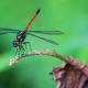 j18-1708-borneo-kinabatangan-85-red-swampdragon-dragon-fly.jpg