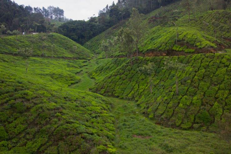 j5-04072013-munnar-img-9971.jpg